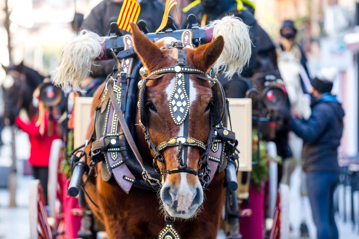 Els Tres Tombs ja tenen una guia per a garantir el benestar animal