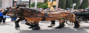 A punt la temporada dels Tres Tombs 2026