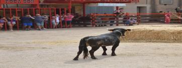 Que no ens toquin els bous!