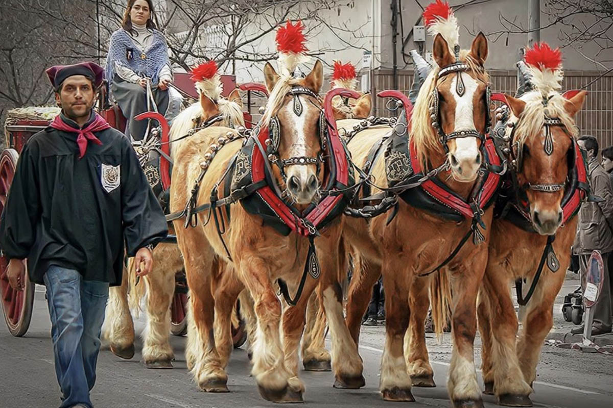 La FCTT presenta el protocol de benestar animal per als Tres Tombs 2024