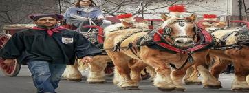 La FCTT presenta el protocol de benestar animal per als Tres Tombs 2024