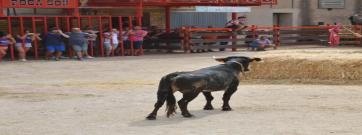 En marxa la Mesa de Treball entre entitats de festes amb bous i el Govern